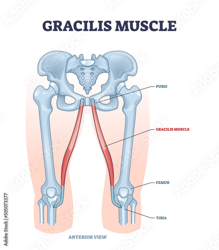 Gracilis muscle as superficial muscular system in leg and hip outline diagram. Labeled educational scheme with symphysis pubis and pubic arch anatomy vector illustration. tibia or femur bones location