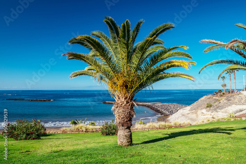 Date palm on the Tenerife island. Calm ocean and blue sky at the background.