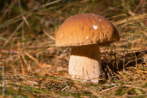 Big beautiful porcini mushroom growing in forest. Edible mushroom lit by bright sun