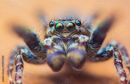 Ekstremalne powiększenie - portret pająka skokowego, widok z przodu