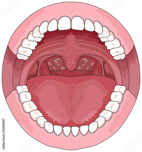 Open human mouth with tongue uvula full teeth upper lower jaw incisor canine premolar molar gums tooth parts structure for dental medical science education cartoon vector drawing illustration