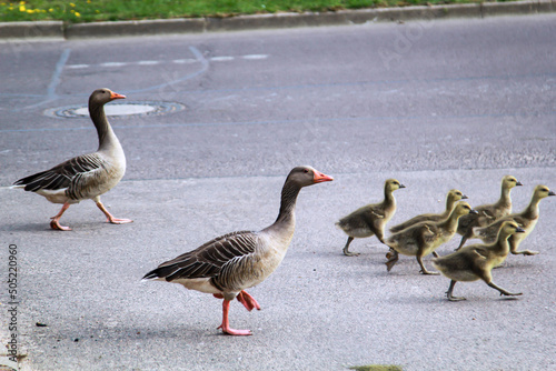 Eine Familie Graugänse mit ihrem Nachwuchs überquert eine Straße. 