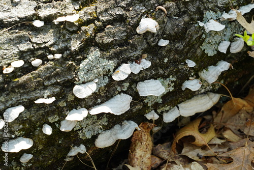 White tree conk mushroom growing on tree bark in the forest