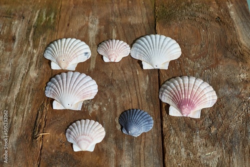 Scallop Shell Collection