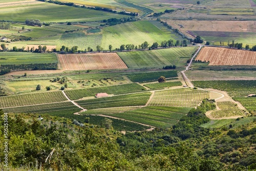 Grapeyards of Tokaj hillside