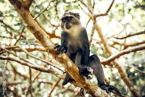 Sykes white-throated Monkey in Zanzibar