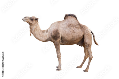 dromedary or arabian camel isolated on white background