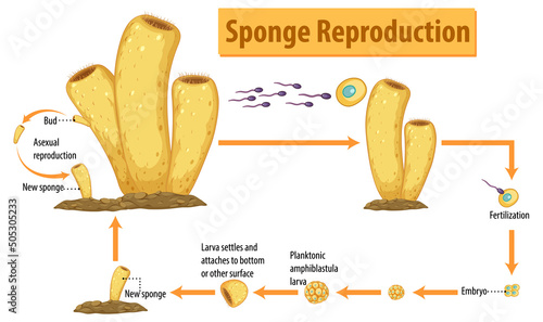Diagram showing sponge reproduction