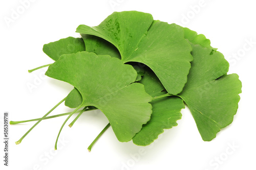 Ginkgo biloba fresh leaves on white background