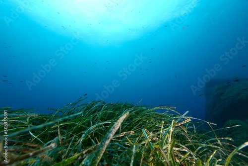 underwater wide angle view of reef and blue water in the Mediterranean Sea of the cost of Corsica