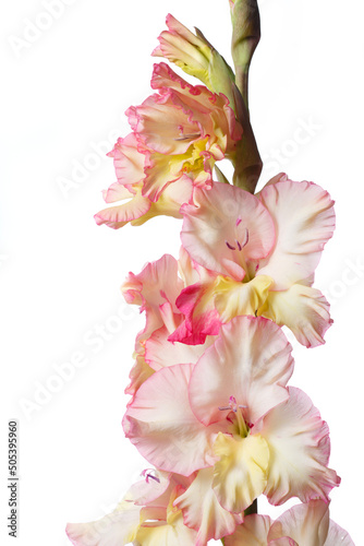 Delicate pink-yellow gladiolus isolated on white background.