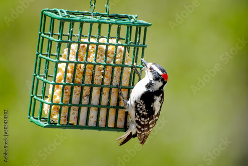 A Downy Woodpecker Feeding from the Side of a Suet Feeder 