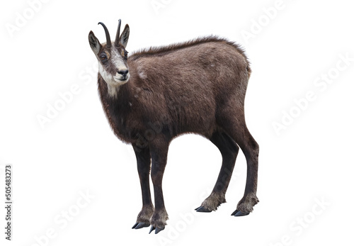 Chamois of the Alps (Rupicapra rupicapra), isolated on white background