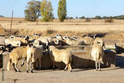 Rebaño de ovejas churras bebiendo en una fuente. Támara de Campos, Palencia, España
