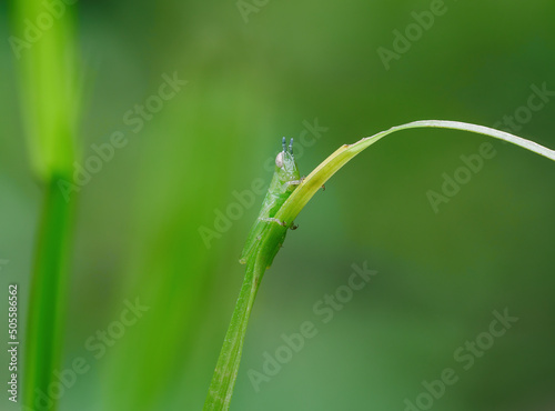 Beautiful grasshopper nimfa perched on the grass