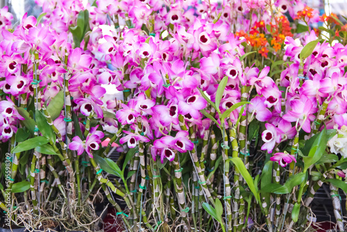 Pink purple dendrobium nobile orchids flowers blooming with green leaf for sale in market background