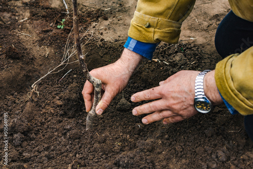 Outdoors in cool weather, close-up of the hands of a man who plants an apple tree in a hole, sprinkling the seedling with earth and leveling the bed, copy space.