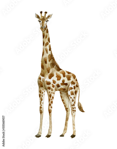 Giraffe on white background. Wild animal.
