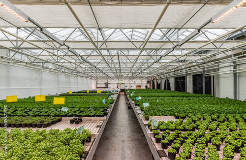 Anderlecht, Brussels Capital Region - Belgium - 12 07 2019 Greenhouse cultivation at the rooftop Aquaphonic Farms