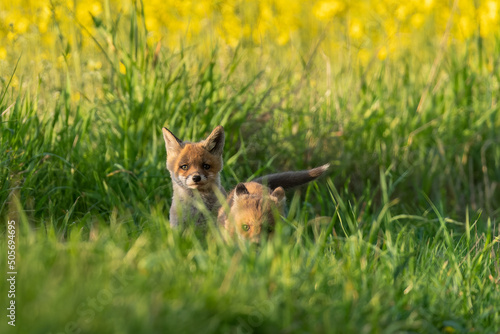 Małe lisy liski niediliski w trawie bawią się 