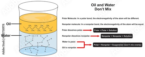 Why oil and water dont mix infographic diagram for chemistry science education atom polar nonpolar bond electronegativity solution suspension hydrophobic effect vector chart illustration scheme