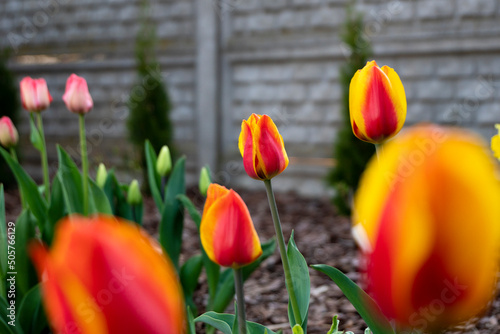 Tulipany, tulipany w ogrodzie, kwiaty tulipanów, kolory wiosny, wiosenne kwiaty, kwiaty i swiatło, kwiaty oświetlone promieniami słońca, Macro kwiaty, macro tulipany, Tulips, tulips in the garden, tul