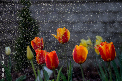 Tulipany w czasie deszczu, podlewanie kwiatów, kwiaty i woda, macro woda, tulipany, kwiaty, deszcz, podlewanie, Tulips in the rain, watering flowers, flowers and water, macro water, tulips, flowers, 