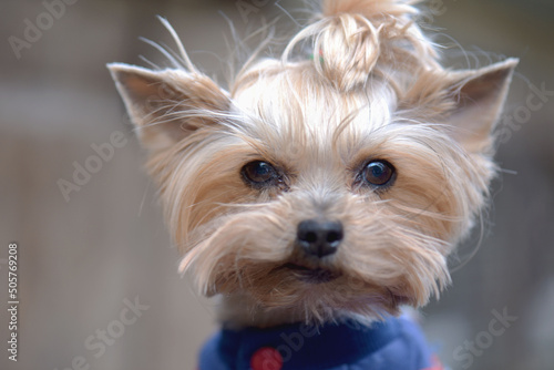 large portrait of a yorkshire terrier, blurred background