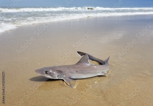 A spiny dogfish shark on the beach being caught and released in the water