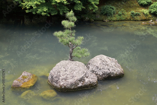 View of conifer bonsai tree on mini island in pond in Japanese Garden of Contemplation (Hamilton Gardens)