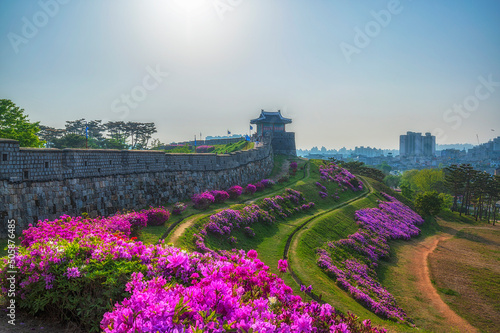 Hwaseong Fortress at suwon city,South Korea.In the beautiful sky.And beautiful flowers.South Korea
