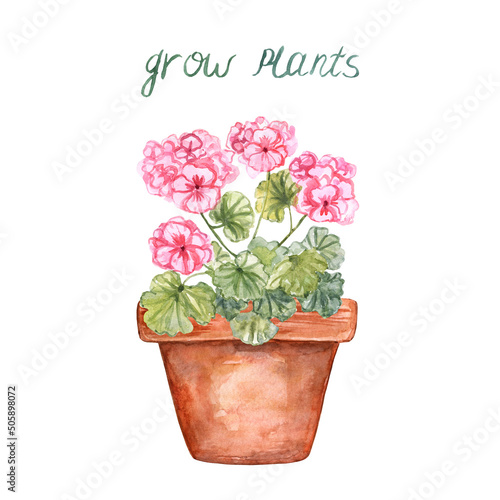 Watercolor geranium illustration. Hand-painted house plant. Indoor flower in a pot. Spring gardening concept design.