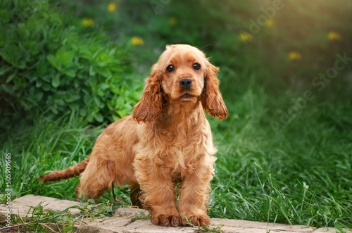 dog english cocker spaniel funny playful puppies spring photo lovely portrait