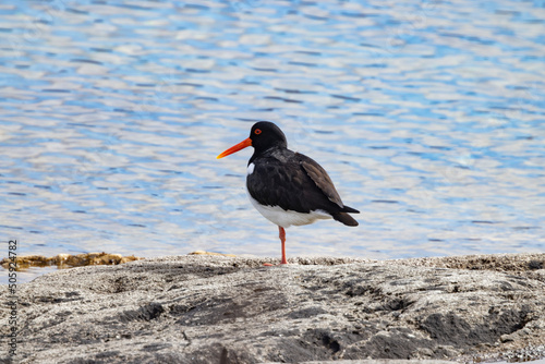 The Eurasian oystercatcher (Haematopus ostralegus) also known as the common pied oystercatcher, or palaearctic oystercatcher,[2] or (in Europe) just oystercatcher,Northern Norway,scandinavia,Europe