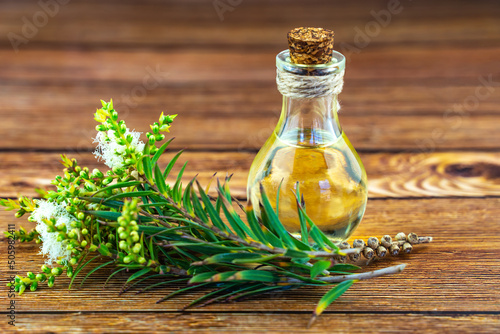 Fresh tea tree branch and essential oil on a wooden table. Tea tree oil (Melaleuca alternifolia)