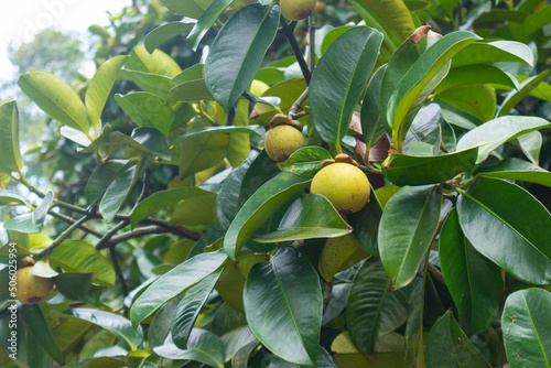 closeup of mangosteen on the tree at Thailand