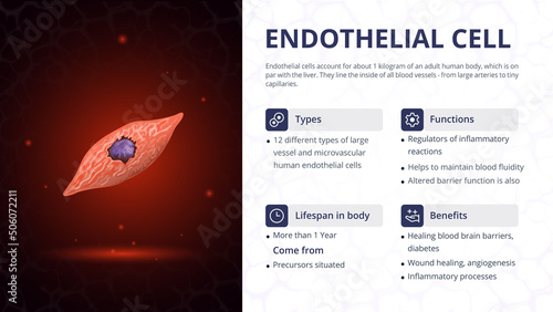 Structure, Function and Types of Endothelial Cell -Vector Image Design