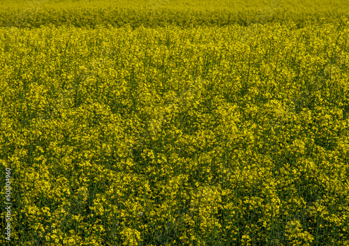 campo di fiori gialli