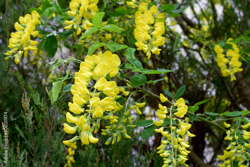 Żółty kwiat podobny do akacji zwisający z krzewu. Drobne liście i drobne żółte kwiaty. 