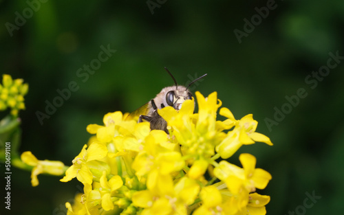 pszczoła ,gorczycznik wiosenny 1
