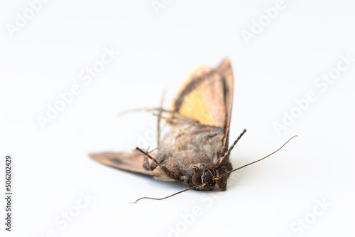 Close up of dead deadly moth isolated on white background
