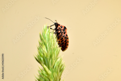 In the picture, the Italian Graphosoma lineatum bug or the line bug sits on the grass, taken from the side of the abdomen.