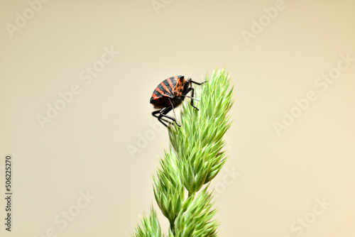 In the picture, the Italian bug Graphosoma lineatum or lined sits on the grass, shot in phases