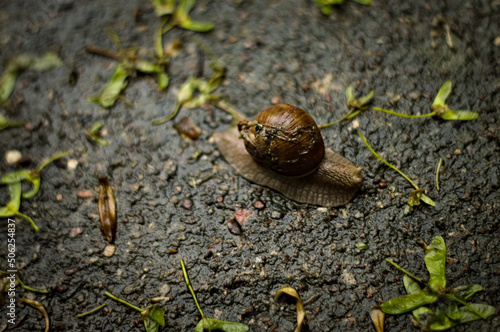 Duży ślimak w całej okazałości, muszla i w podróży. Przyroda i trawa wkoło.