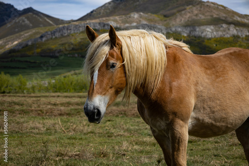 Beautiful specimen of a horse with blond manes and light brown fur in the mountains.