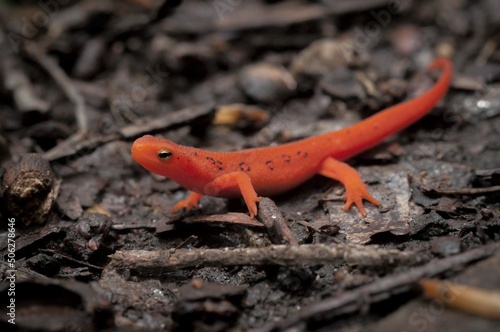 Bright red Eastern Red-spotted Newt eft macro portrait 