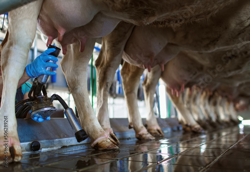 cow udder closeup with milking machine, cow farm