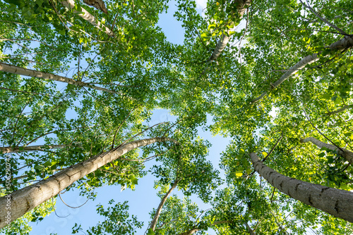 Below photo of poplar trees and recycle icon design on sky as a symbol of clean air quality. Concept of reducing carbon emissions and air pollution.