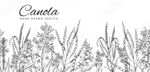 Flowering canola, canola seed pod, canola flowers on a branch. Vector background, sketch monochrome illustration