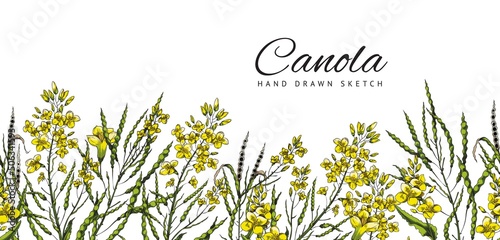 Canola plant botanical seamless border hand drawn vector illustration isolated.